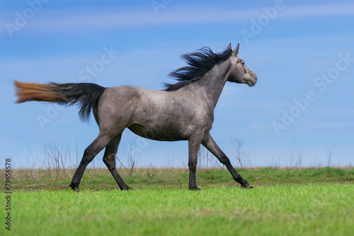 Beautiful grey horse run at the meadow