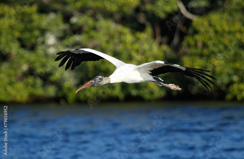 Wood stork flying low above water photo