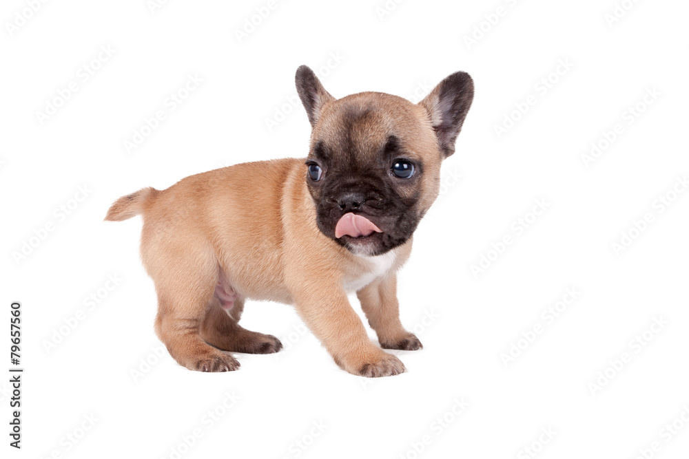 French bulldog puppy