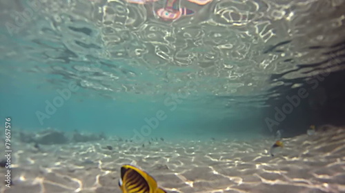 Butterflyfish: tropical fish swimming in the lagoon