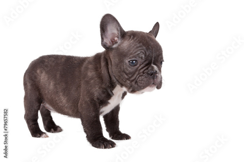French bulldog puppy © wedmoscow