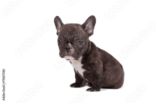 French bulldog puppy © wedmoscow