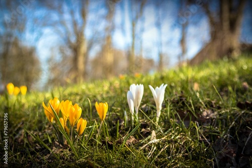 Frühling photo