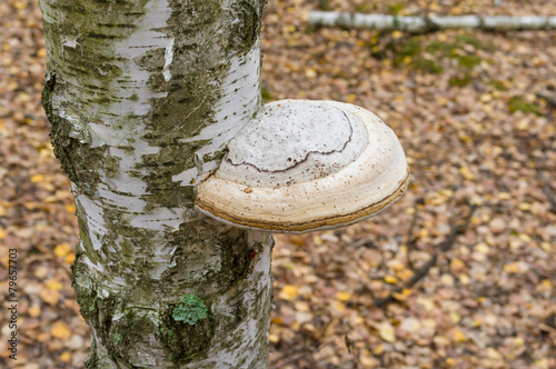Tinder fungus on a birch tree