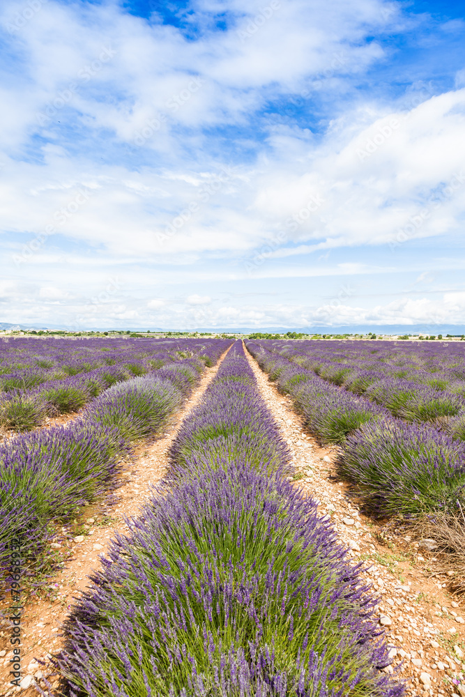 Obraz premium Lavander field