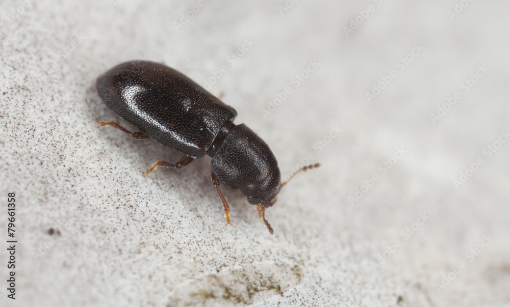 Minute tree-fungus beetle, Orthocis alni on wood Minute tree-fungus beetle, Orthocis alni on wood
