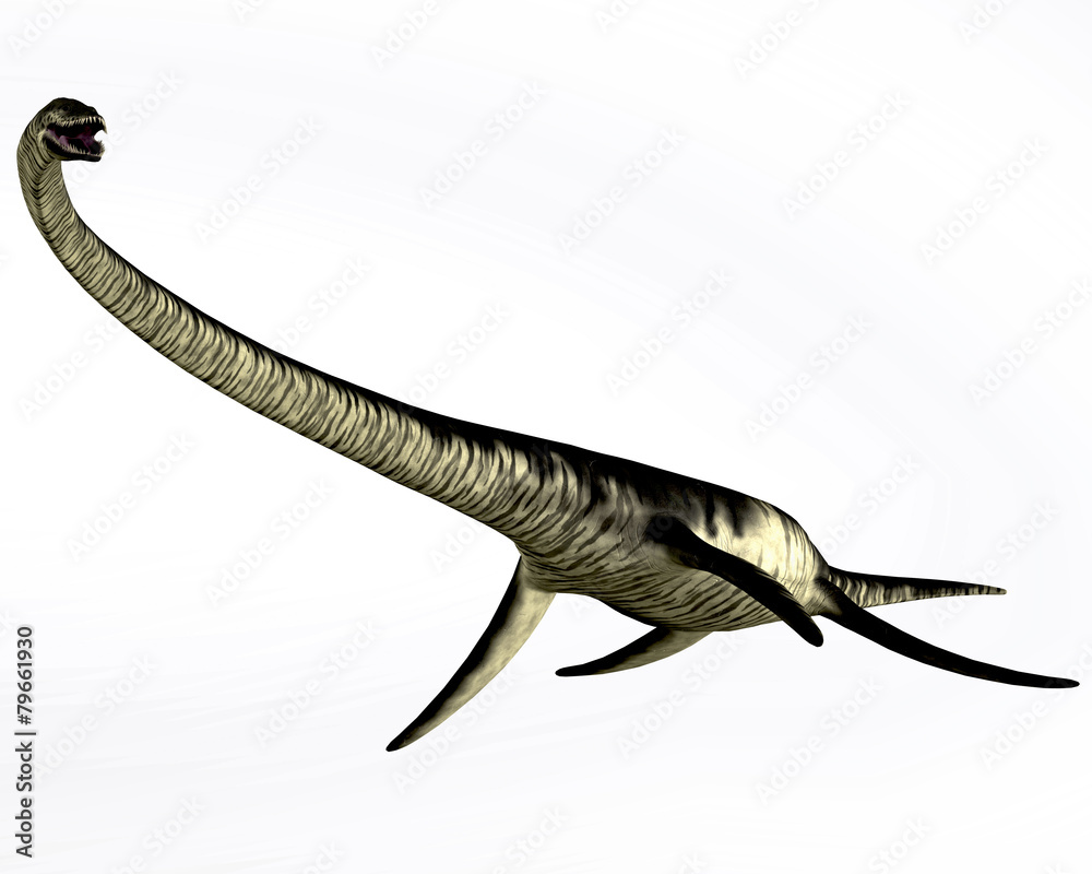 Obraz premium Elasmosaurus Reptile on White