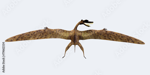 Zhenyuanopterus Back View