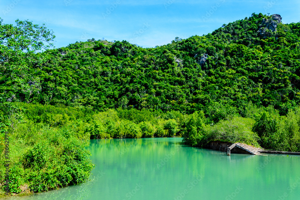 mangrove forest and blue river mangrove forest and blue river