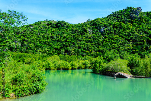 mangrove forest and blue river