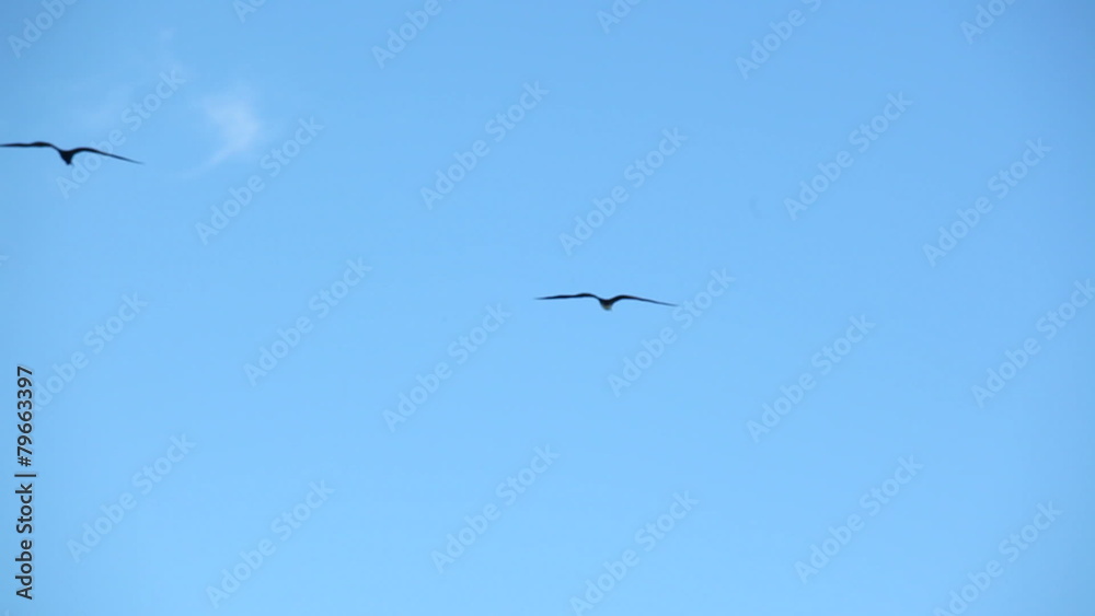 Frigatebirds fly in blue sky with a little cloud Frigatebirds fly in blue sky with a little cloud
