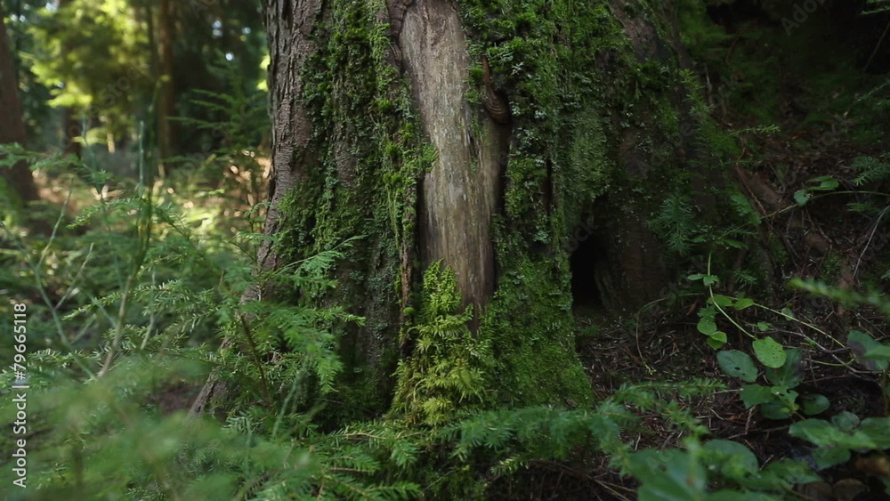 Pacific Northwest Moss Covered Tree Pacific Northwest Moss Covered Tree