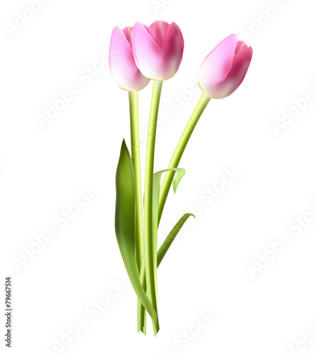 Beautiful Pink Realistic Tulip Vector Illustration © olegganko