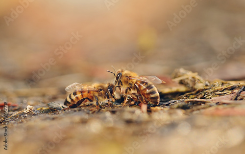 Closeup photo of honey bee