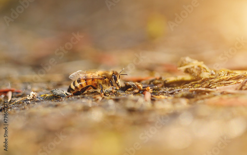 Closeup photo of honey bee a sunny day