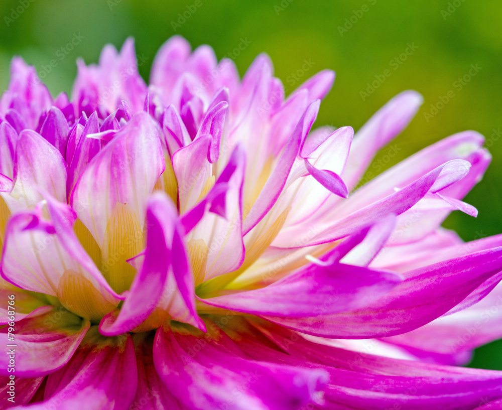 Closeup on pink dahlia flower Closeup on pink dahlia flower