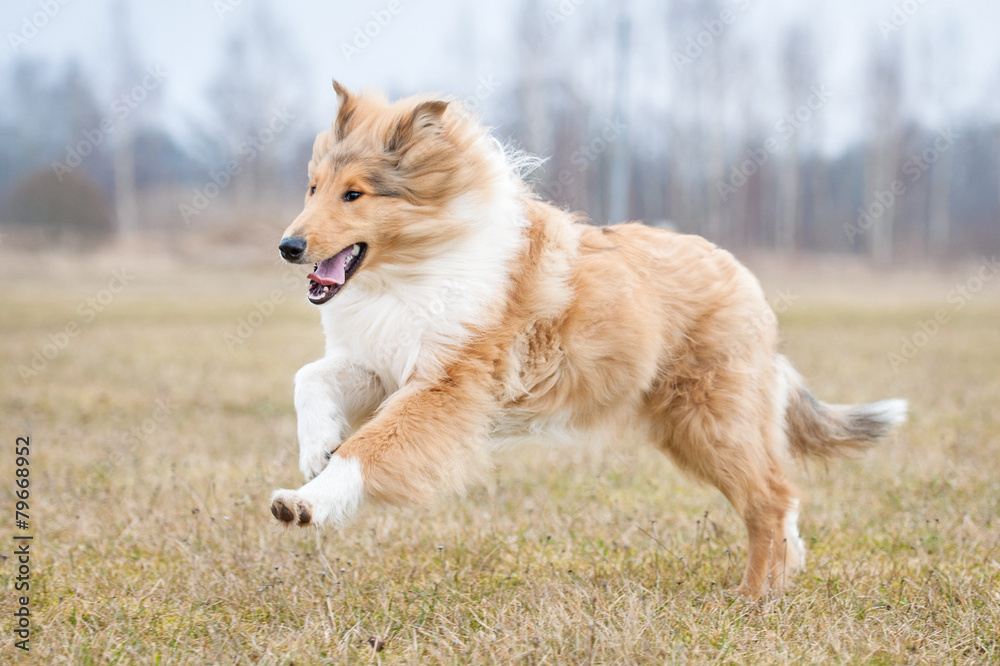 Rough collie dog running