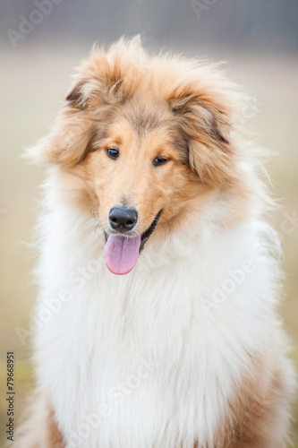 Portrait of young smiling rough collie dog © Rita Kochmarjova