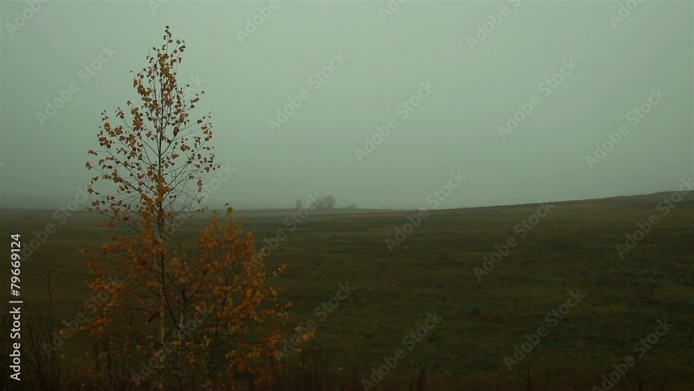 березка в тумане