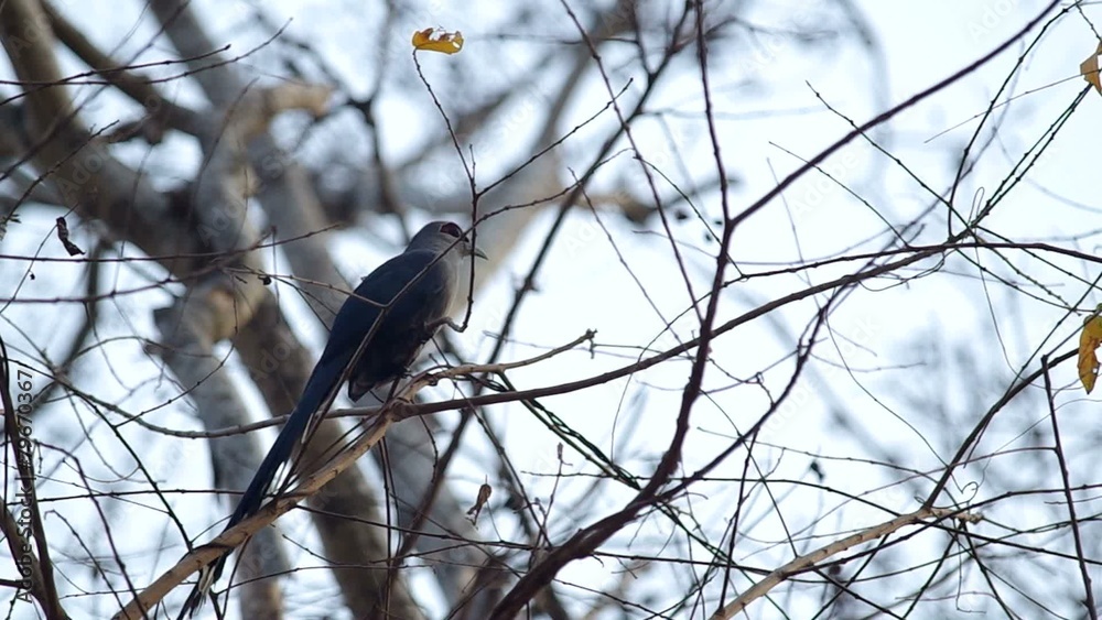 Green-billed Malkoha on the tree branch in the evening Green-billed Malkoha on the tree branch in the evening