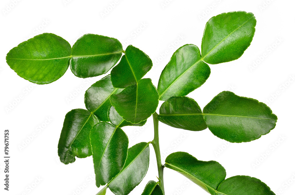 Bergamot leaves on white background Bergamot leaves on white background
