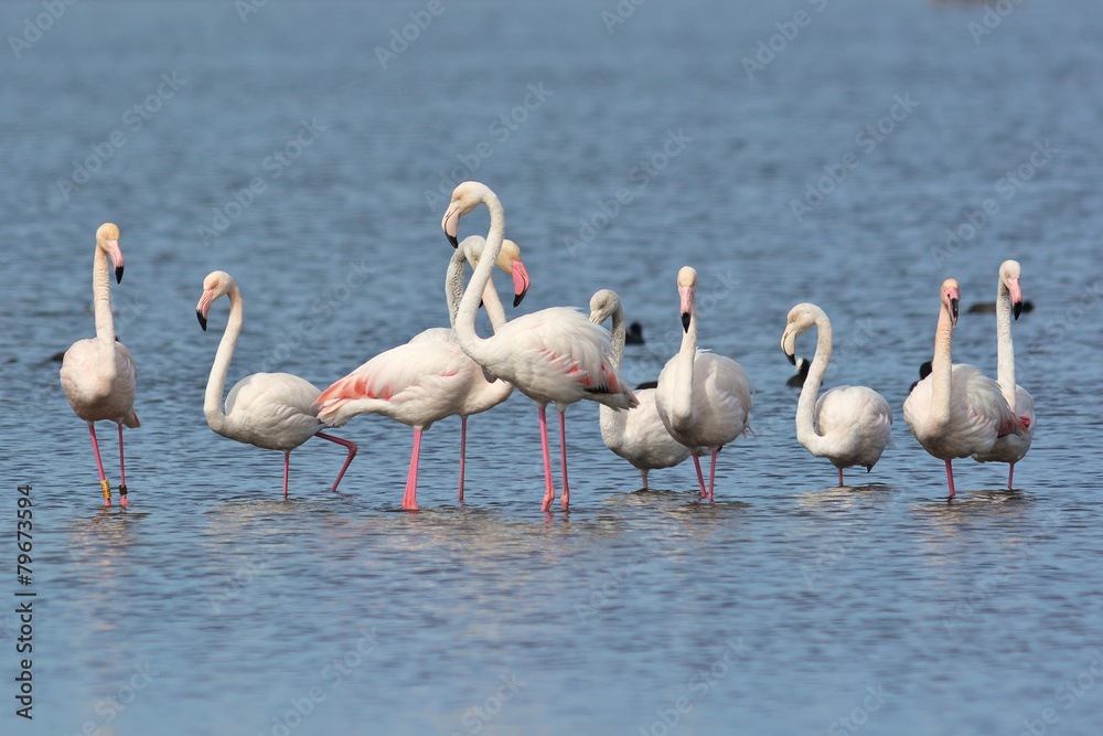 Obraz premium fenicotteri rosa (Phoenicopterus roseus)