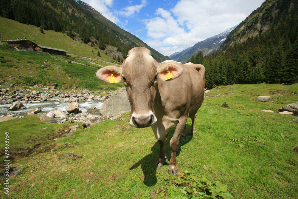 Austria,montagna, una mucca al pascolo.