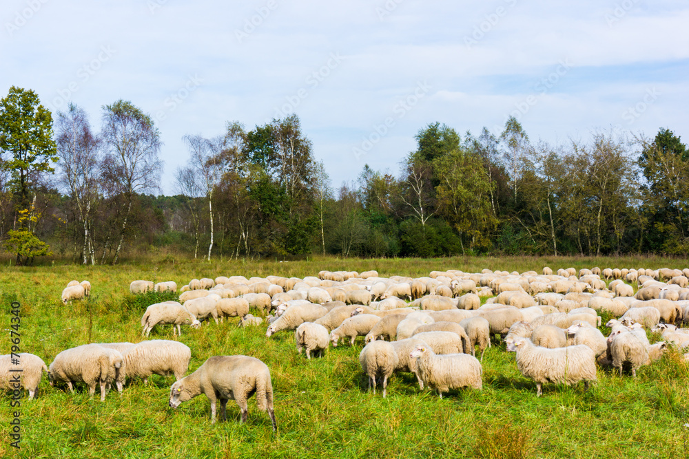 Sheep with lambs at a pasture.  sheep grazing