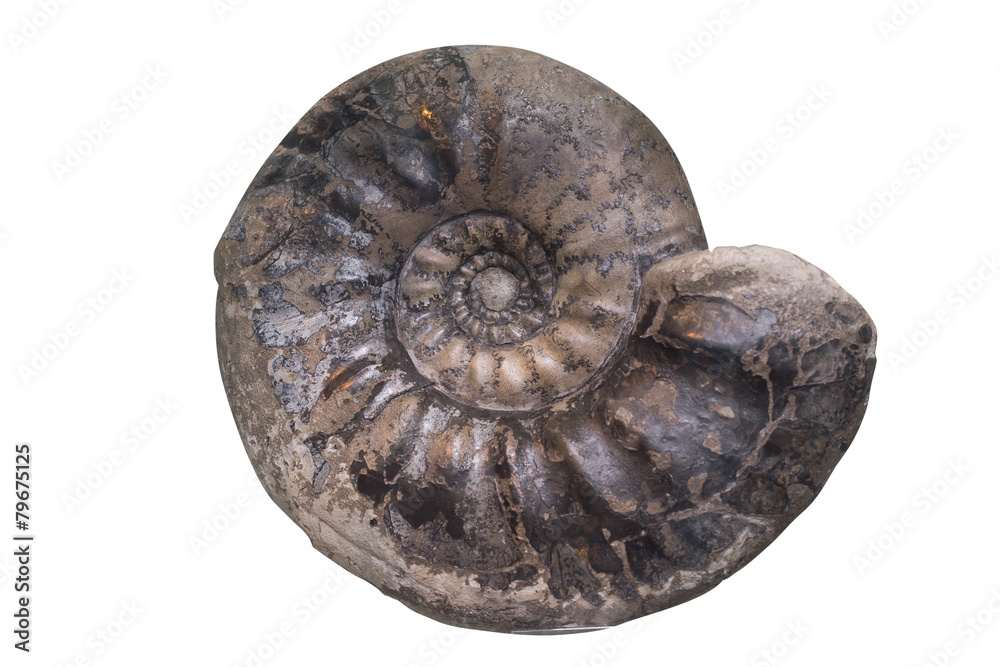 Fossil Ammonite isolate background with clipping path Fossil Ammonite isolate background with clipping path