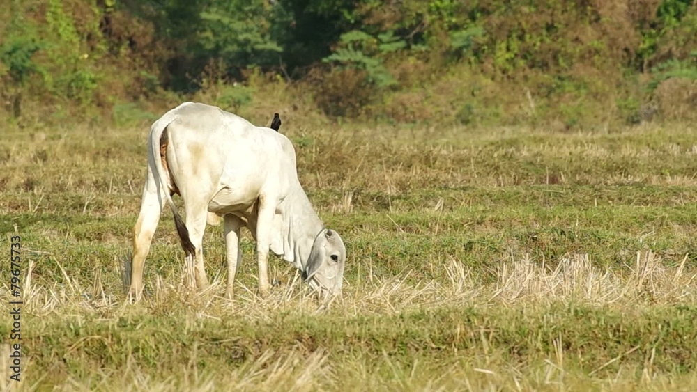 young calf is eating grass with drongo bird standing on its back young calf is eating grass with drongo bird standing on its back