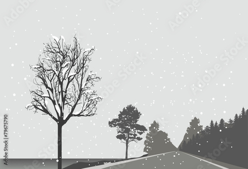 empty road with forest on roadside under snowfall