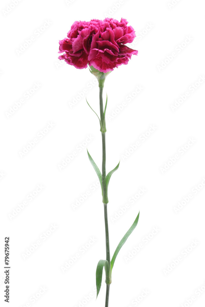 Pink carnation isolated on white background Pink carnation isolated on white background
