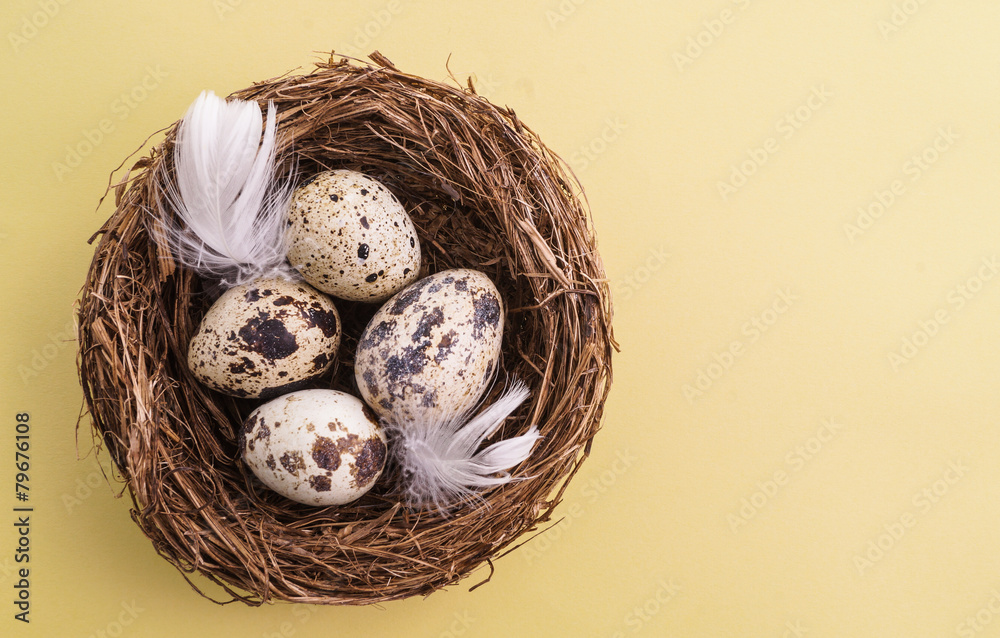Obraz premium Quail egg in nest, spring and easter