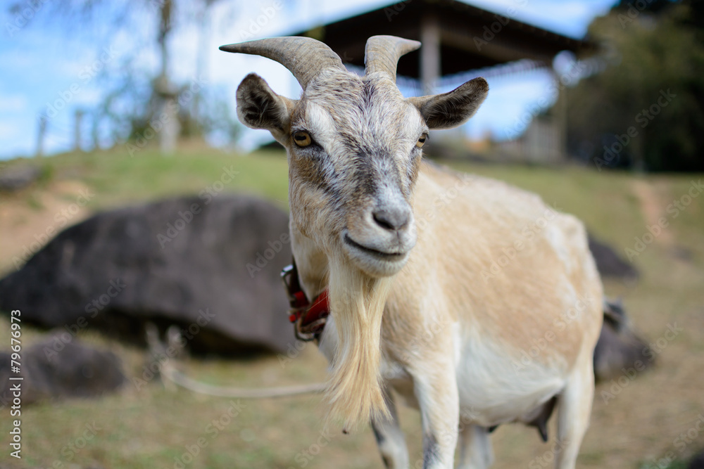 Fototapeta premium ヤギのポートレート