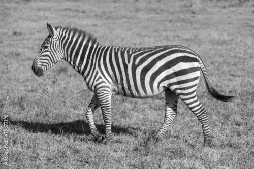 Zebra in the grasslands