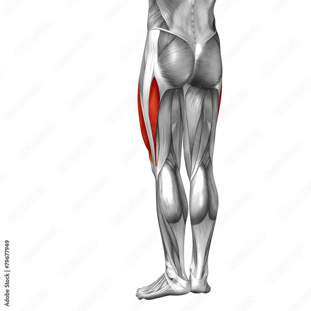 Conceptual 3D human back upper leg muscle anatomy