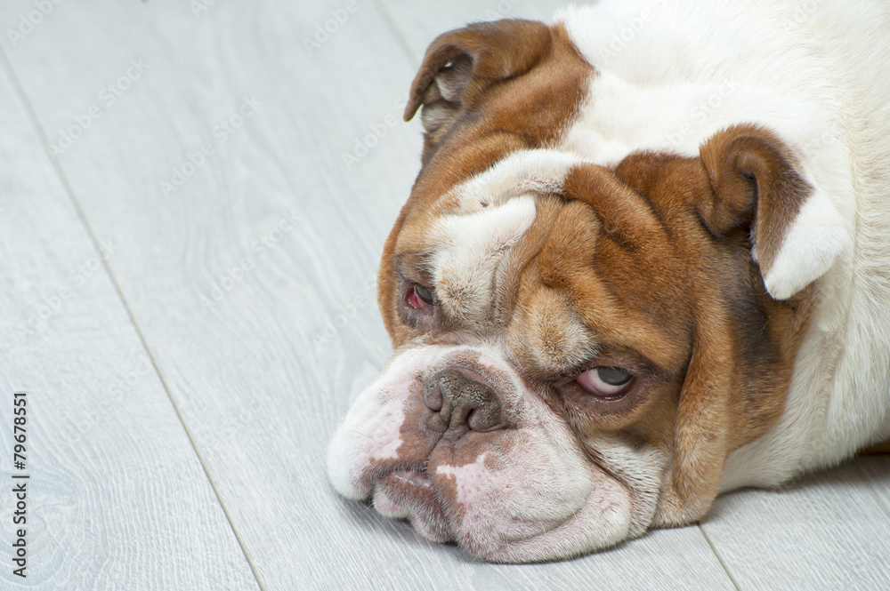 Portrait of an English bulldog lying on the wooden floor.. Portrait of an English bulldog lying on the wooden floor..