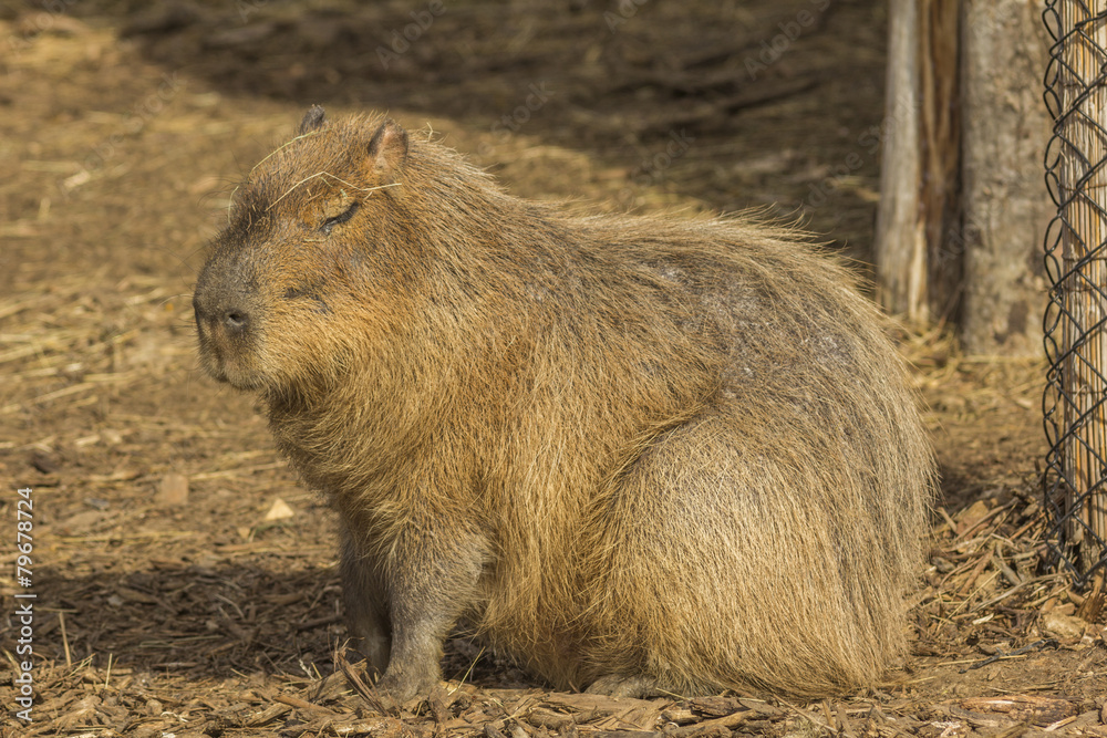 Capybara with eyes closed Capybara with eyes closed