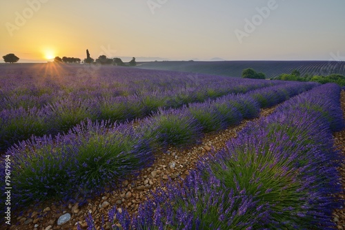 lavender fields in Provence