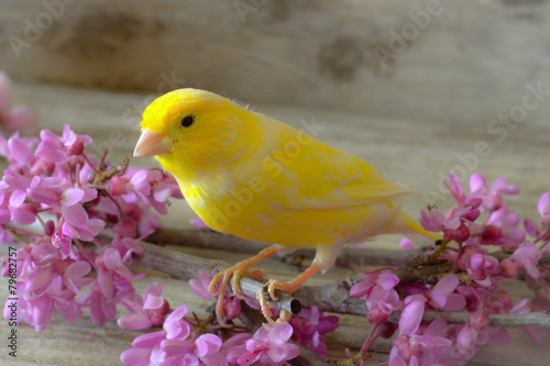 Canary  bird.