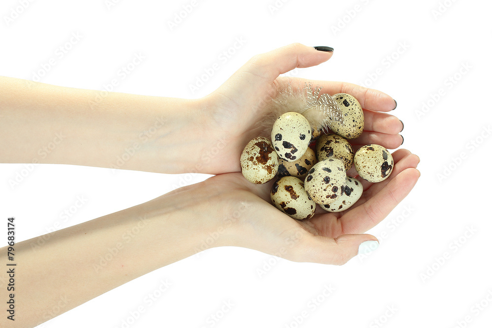 quail egg in the hand isolated quail egg in the hand isolated