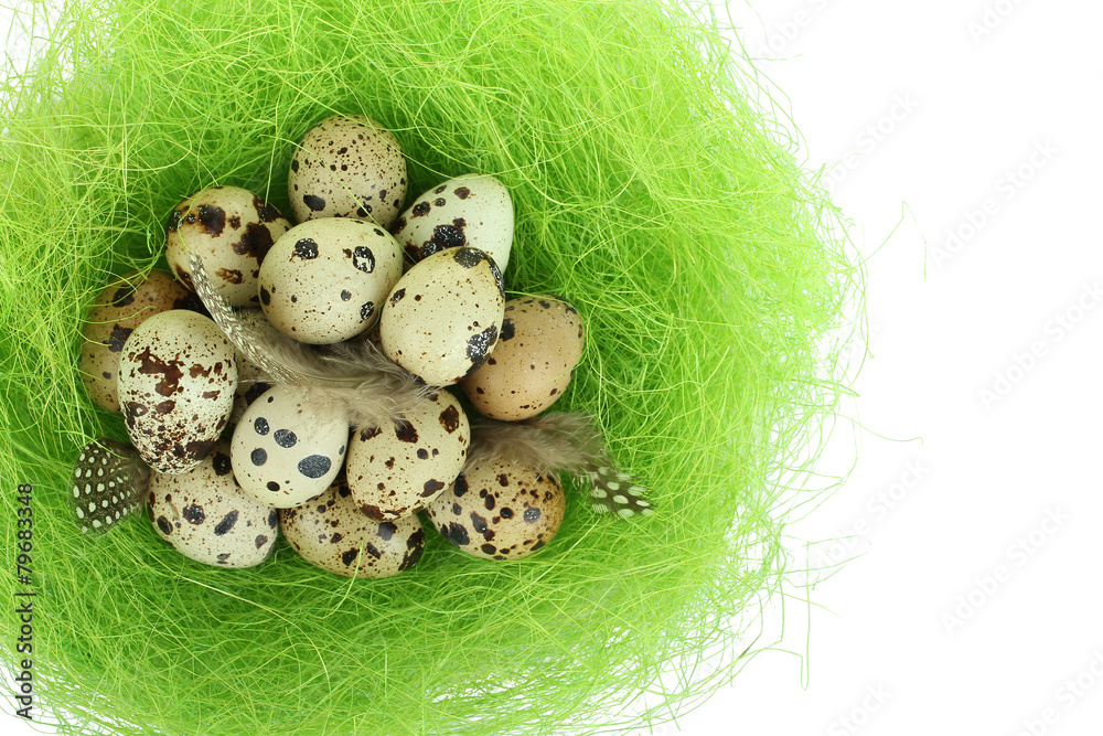 Obraz premium quail egg in the nest