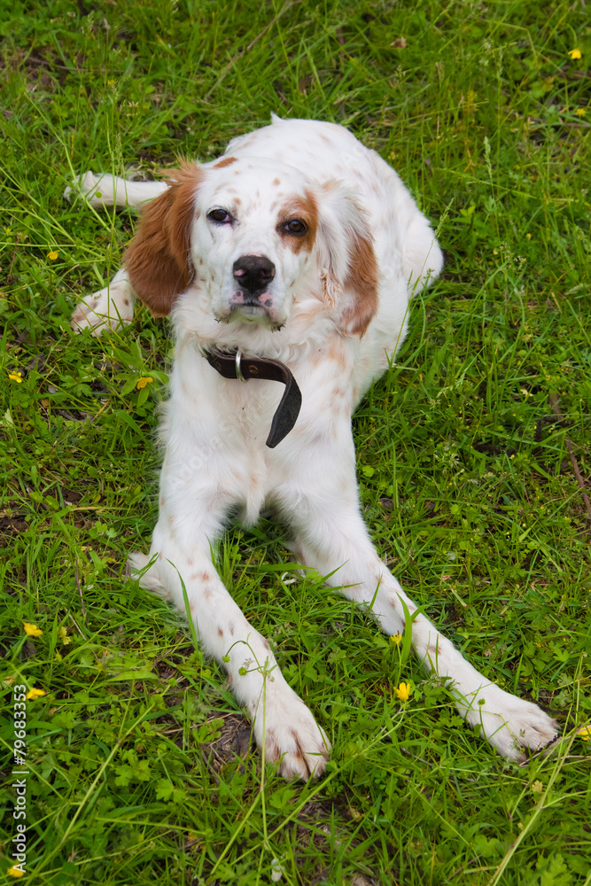 Spaniel lying dog portrait on a grass lawn Spaniel lying dog portrait on a grass lawn