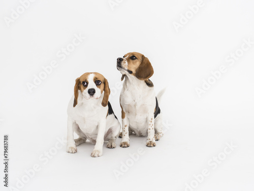 Two beagle dogs isolated on white