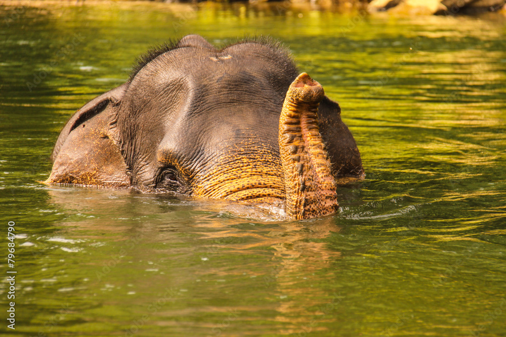 Naklejka premium elephant bathing in the river, Asia, Sumatra
