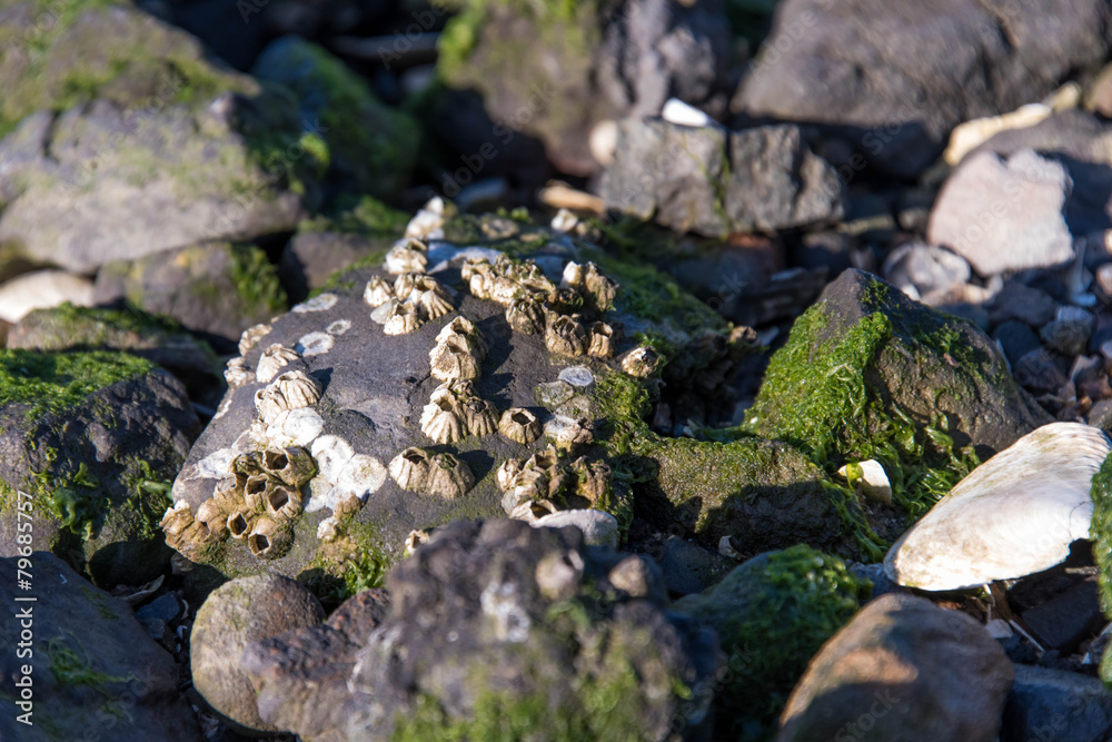 rocky shore front with seashells and seaweed rocky shore front with seashells and seaweed