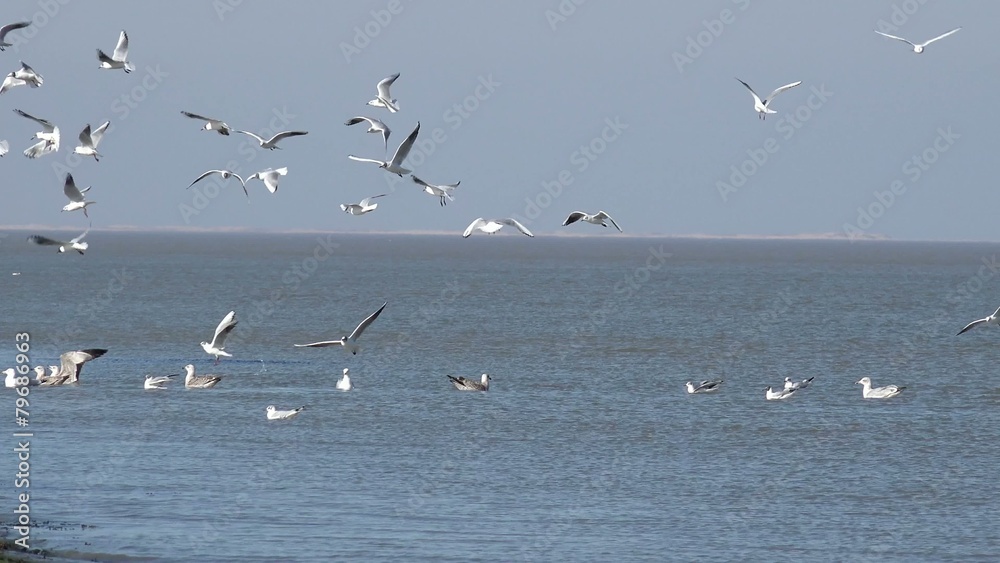 Fliegende und schwimmende Möwen in/über der see Fliegende und schwimmende Möwen in/über der see
