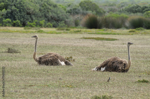 A couple of ostriches in De Hoop nature reserve photo