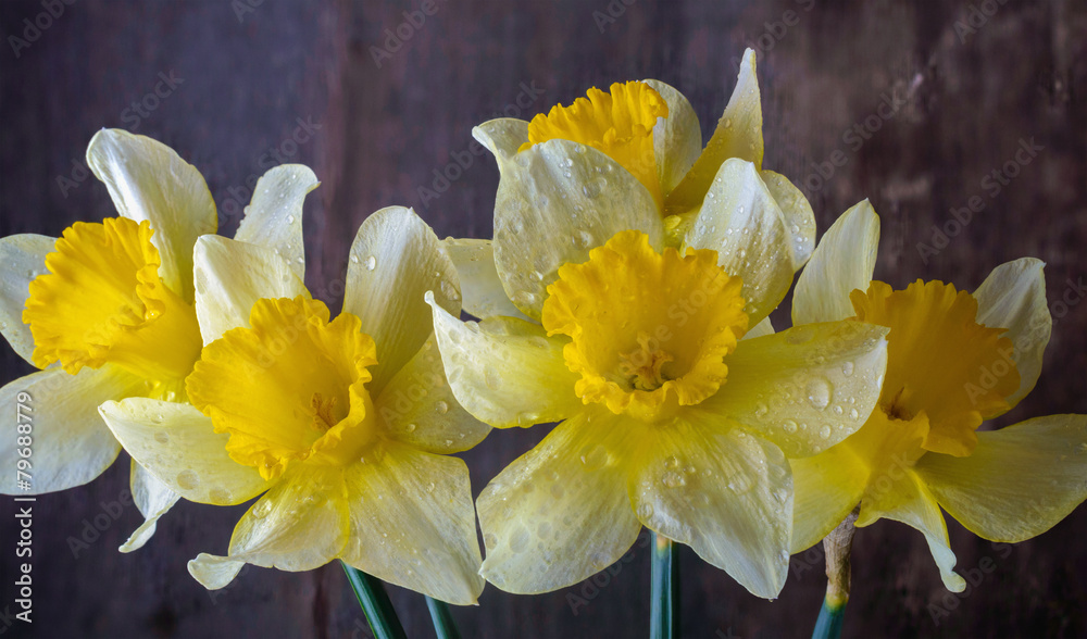 Fototapeta premium bouquet of yellow daffodils in the drops of water