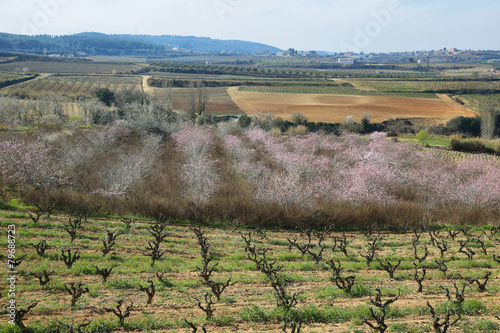 Peach trees in flowering period photo